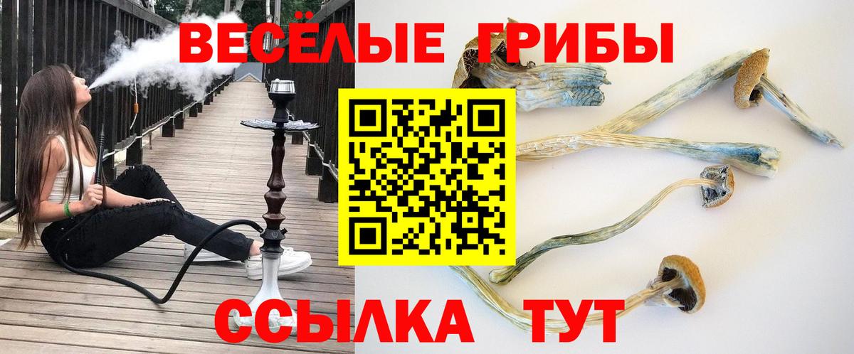 Псилоцибиновые грибы Cubensis Гурьевск